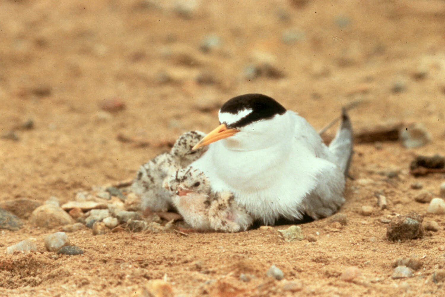 A California least tern mother and her chicks.